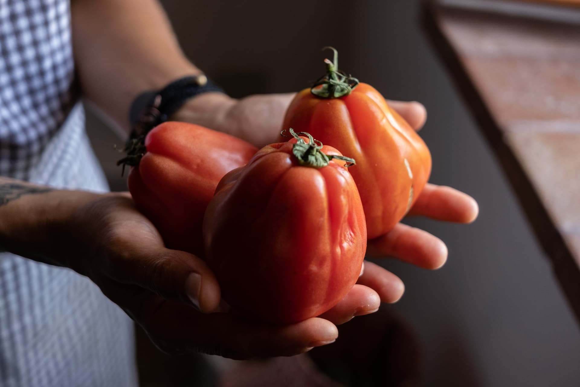 Hands holding fresh tomatoes
